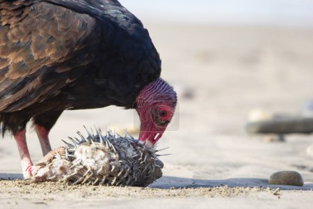 Photo for Scavenger bird Turkey vulture is eating an eye of a dead puffer fish on the sandy ocean beach. - Royalty Free Image