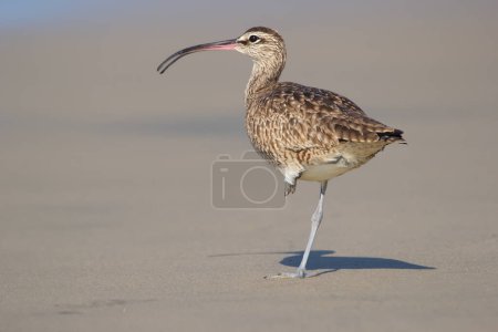 Profile look of Whimbrel bird walking in the ocean beach on the sand near the water.