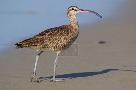 Téléchargez les photos : Profil look de Whimbrel oiseau marchant dans la plage de l'océan sur le sable près de l'eau. - en image libre de droit