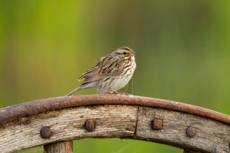 Savannah sparrow is sitting on the wooden old wheel in the garden in summer.