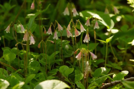 Téléchargez les photos : Tapis de nombreuses belles petites fleurs sauvages roses et blanches Twinflowers ou Linnaea borealis dans le sol de la forêt. - en image libre de droit