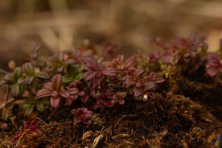 Foto de Arbusto ártico siempreverde Bearberry está creciendo entre los musgos en la naturaleza con hojas rojas y verdes a principios de primavera. - Imagen libre de derechos
