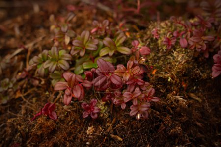 Foto de Arbusto ártico siempreverde Bearberry está creciendo entre los musgos en la naturaleza con hojas rojas y verdes a principios de primavera. - Imagen libre de derechos