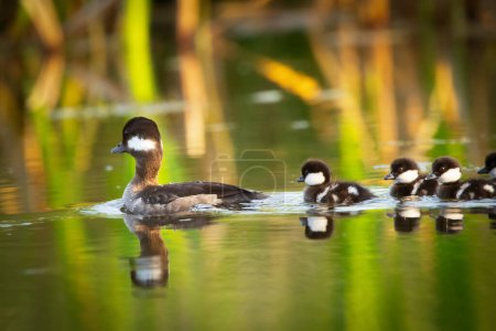 Photo for Bufflehead duck family - mother with little cute fluffy ducklings are swimming in the water of the lake among reeds in warm summer sunny day. - Royalty Free Image