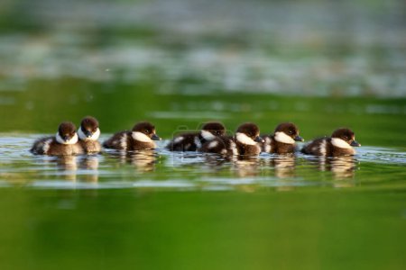 Photo for Cute little ducklings of Bufflehead duck are swimming on the water of the river with reeds in summer sunny warm day, reflection on the water. - Royalty Free Image