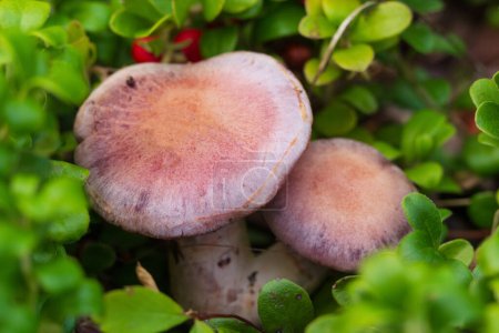 Photo for Cute purple mushrooms Amethyst deceiver (Laccaria amethystina) is  growing in evergreen creeping shrub of bearberry with little red fruit in the wood. Top view. - Royalty Free Image