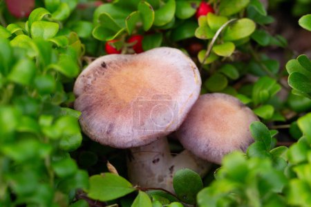 Photo for Cute purple mushrooms Amethyst deceiver (Laccaria amethystina) is  growing in evergreen creeping shrub of bearberry with little red fruit in the wood. Top view. - Royalty Free Image