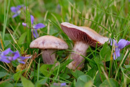 Photo for Two beautiful edible purple mushrooms Amethyst deceiver (Laccaria amethystina) grows among blooming violets and grass in the wild. - Royalty Free Image