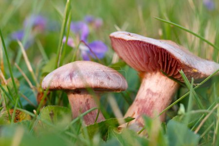 Photo for Two beautiful edible purple mushrooms Amethyst deceiver (Laccaria amethystina) grows among blooming violets and grass in the wild. - Royalty Free Image