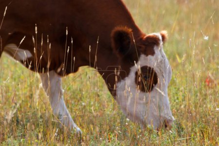 Photo for Dairy brown and white cow with a spot on her eye is grazing in a dry pasture  in summer, profile view. - Royalty Free Image