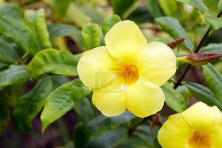 Photo for Bright yellow flower of Allamanda cathartica (Golden trumpet) on a branch with green foliage in summer garden. - Royalty Free Image
