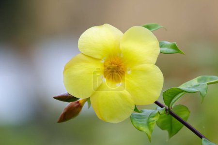 Photo for Bright yellow flower of Allamanda cathartica (Golden trumpet) on a branch with green foliage in summer garden. - Royalty Free Image