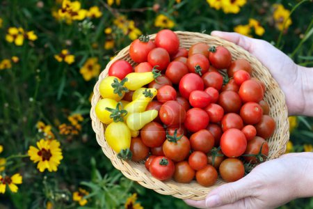 Téléchargez les photos : Les agricultrices mains tiennent une plaque d'osier avec des tomates cerises rouges et jaunes en forme de poire, jaune vif Coreopsis plaines en arrière-plan. - en image libre de droit