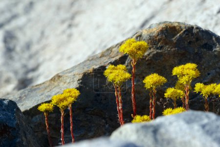 Photo for Cute yellow flowers of Petrosedum succulent plant on red stalks growing among rocks. - Royalty Free Image
