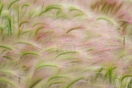 Téléchargez les photos : Mauvaise herbe nuisible Orge à queue de renard (Hordeum jubatum) à têtes jaunes et rosâtres poussant dans les champs en automne. - en image libre de droit