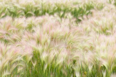 Téléchargez les photos : Mauvaise herbe nuisible Orge à queue de renard (Hordeum jubatum) à têtes jaunes et rosâtres poussant dans les champs en automne. - en image libre de droit