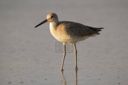 Single Willet bird is standing in water in golden hour time before sunset in warm light of the sun.