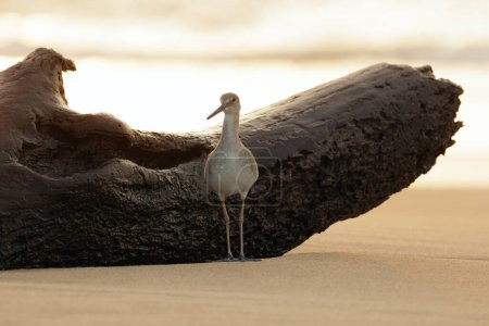 Willet is standing near the log at the sandy beach during orange sunset at the ocean shore.
