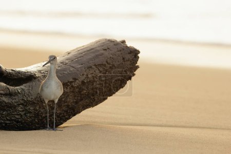 Willet is standing near the log at the sandy beach during orange sunset at the ocean shore.