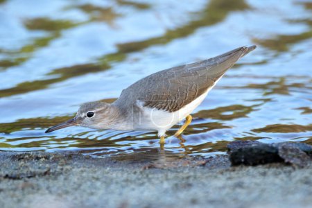 Spotted sandpiper in non-breeding plumage without spots is wading and hunting for food in the shallow waters during winter migration in the south.