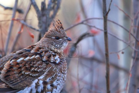 Female ruffed grouse in perfect comouflage is standing on the log among branches with red leaves in autumn forest.