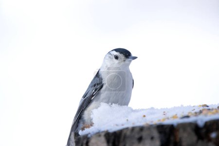 Mignon oiseau La Sittelle à poitrine blanche est perchée sur un tronc d'arbre avec des graines et de la neige dans le parc d'hiver