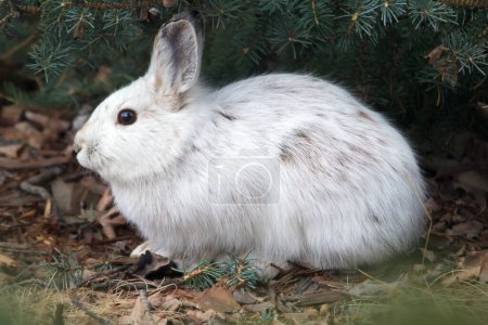 Niedlicher Hase Schneeschuhhhase versteckt sich im Frühlingsgarten unter grünen Fichtenzweigen, wechselt sein Fell von weiß zu braun.