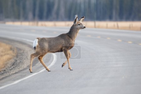 Cute female Mule deer is crossing the highway in rural area in early spring.