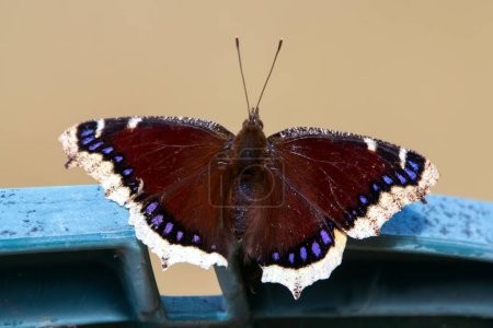 Beautiful butterfly Mourning cloak or Camberwell beauty is resting on the chair in the garden in early spring in morning light.