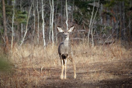 Female Mule deer is standing in the forest trail among bare trees and green spruce in early spring.