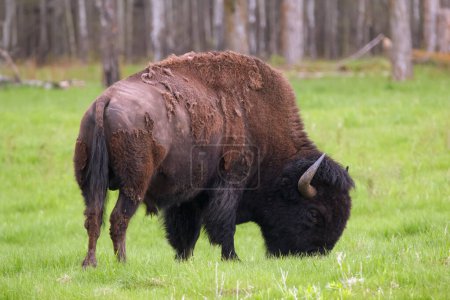 Big Buffalo bull with horns is grazing in prairies in spring, green grass of the plain and trees around.