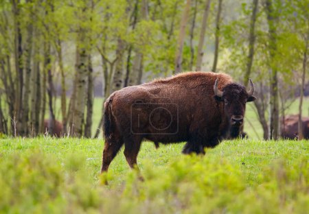 Big Buffalo taureau avec des cornes est le pâturage dans les Prairies au printemps, herbe verte de la plaine et les arbres autour.