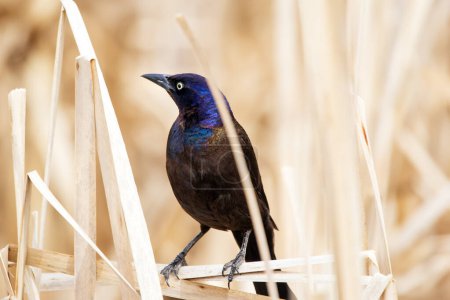 Male common grackle in bright blue and black breeding plumage is perched on a cattail in a wetland area.
