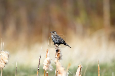 Female Red-winged blackbird is perched on a fluffy cattail in the wetland in spring sunny day during migration.