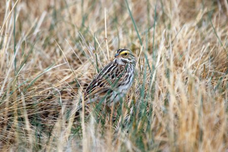 Cute little Savannah sparrow with yellow brows is sitting in dry grass in the field in spring day.