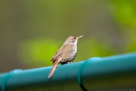 Male House wren is sitting on a blue fence in the backyard in spring, background with green foliage.