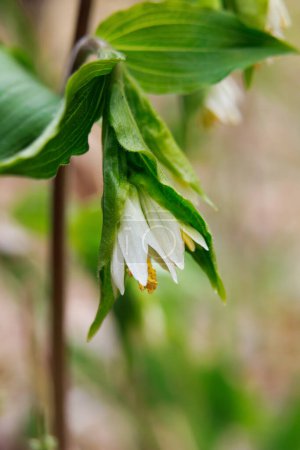 Gentle white bloom of Prosartes hookeri (drops of gold or Hooker's fairy bells) with green foliage in spring forest floor.