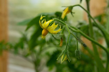 Petites fleurs jaunes de tomates sur la plante avec un feuillage vert vif dans la serre.
