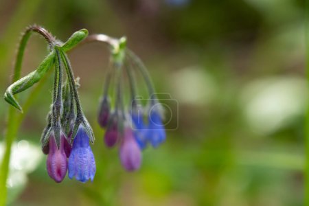 Hermosa floración de Mertensia paniculata Ttall lungwort, Tall bluebells, o Northern bluebells) con flores azules y rosas con follaje verde está creciendo en el bosque de primavera.