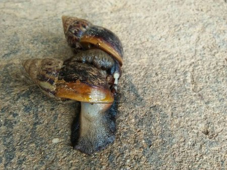 Téléchargez les photos : Snails breeding on cement floor. - en image libre de droit