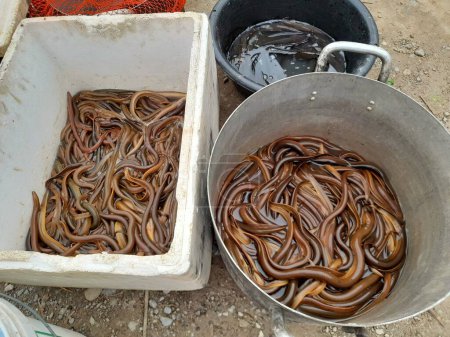 Photo for Eels in the bucket for sale at the market. - Royalty Free Image