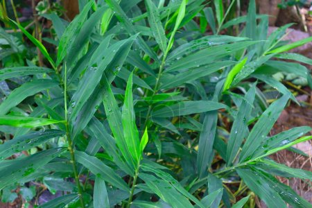 Grüne Blätter von Ingwer oder Zingiber officinale mit Wassertropfen am Morgen. Grüne lassen Hintergrund offen.