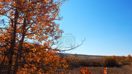 Photo for Aspen tree fall colors - Royalty Free Image
