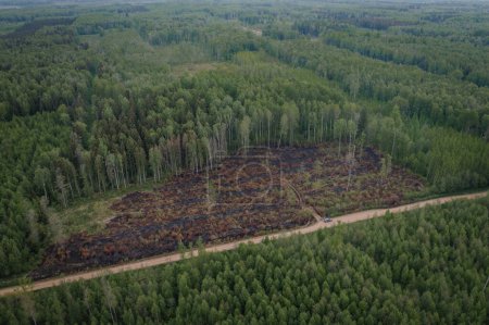 Téléchargez les photos : Vue aérienne, forêt sèche verte, Certaines parties ont été détruites par un incendie de forêt - en image libre de droit