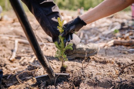 Foto de Plantando un bosque cerca de una mujer sosteniendo un abeto - Imagen libre de derechos