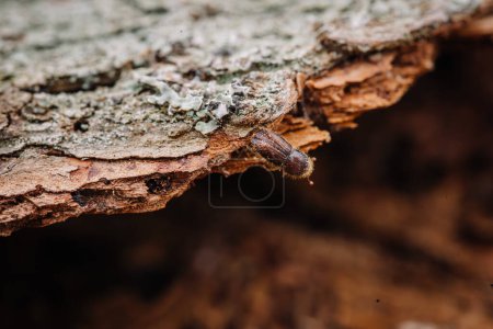 Foto de Escarabajo europeo de corteza de abeto de ocho dientes más grande, Ips typographus close-up. Este insecto es una plaga importante en los abetos. - Imagen libre de derechos
