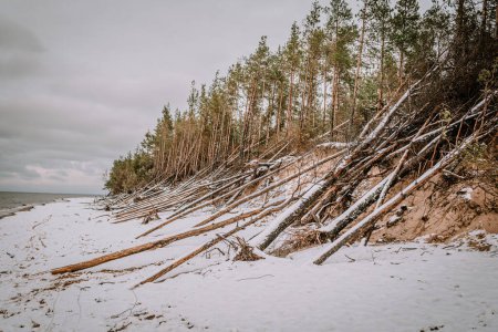 Téléchargez les photos : Plage enneigée avec un littoral escarpé et érodé où de nombreux pins basculent ou sont tombés. - en image libre de droit