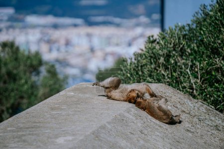 Gibraltar, Britain - January 24, 2024 -  two Barbary macaques grooming each other on a rock with a blurry urban landscape in the background.