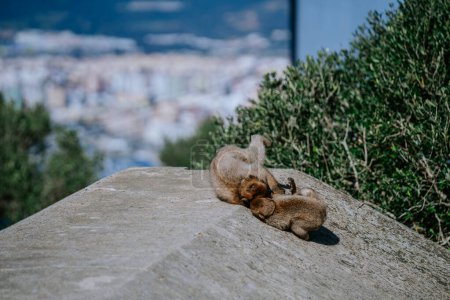 Gibraltar, Gran Bretaña - 24 de enero de 2024 - dos macacos berberiscos se preparan unos a otros en una roca con un paisaje urbano borroso en el fondo.