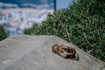 Foto de Gibraltar, Gran Bretaña - 24 de enero de 2024 - dos macacos berberiscos se preparan unos a otros en una roca con un paisaje urbano borroso en el fondo. - Imagen libre de derechos